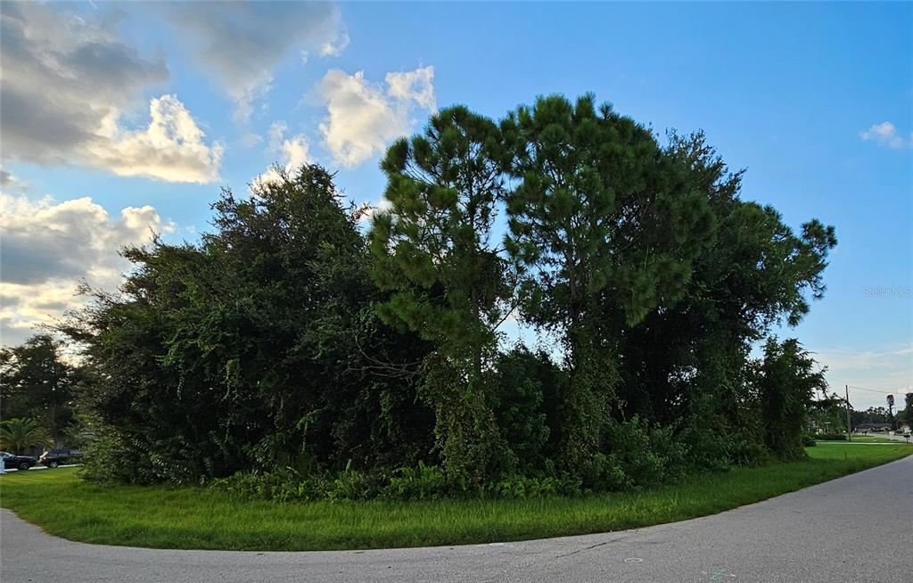 a view of a bunch of trees in background