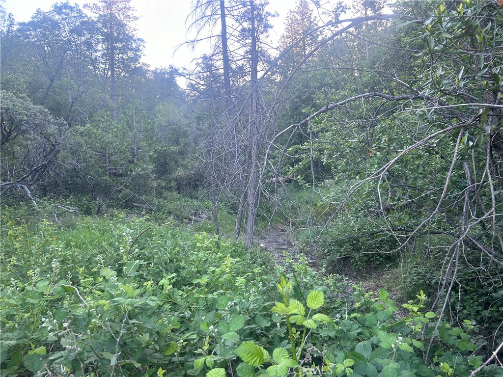 a view of a lush green forest