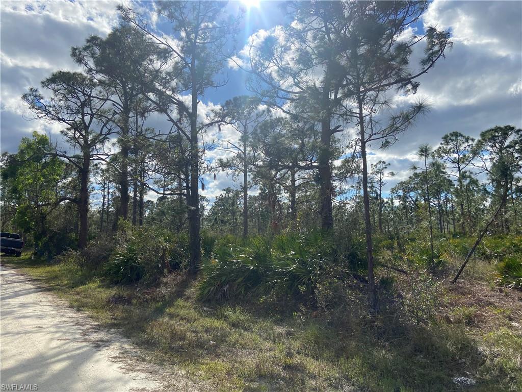 a view of a forest with lots of trees