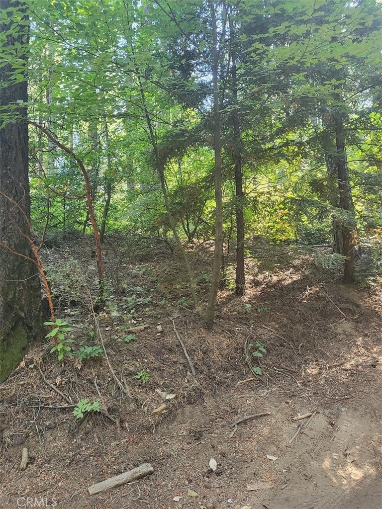 a view of a forest with trees in the background