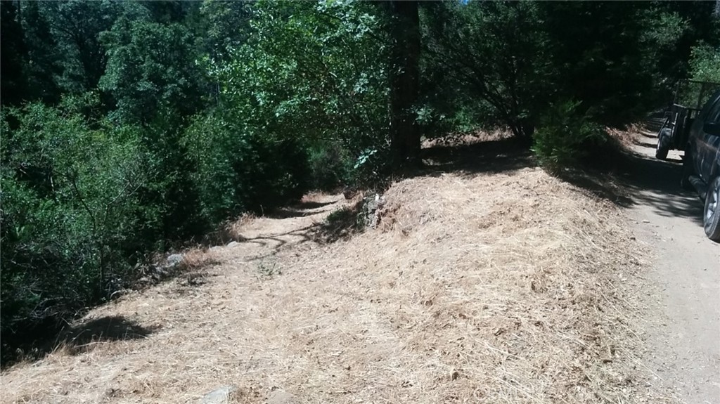 a view of a yard with plants and trees