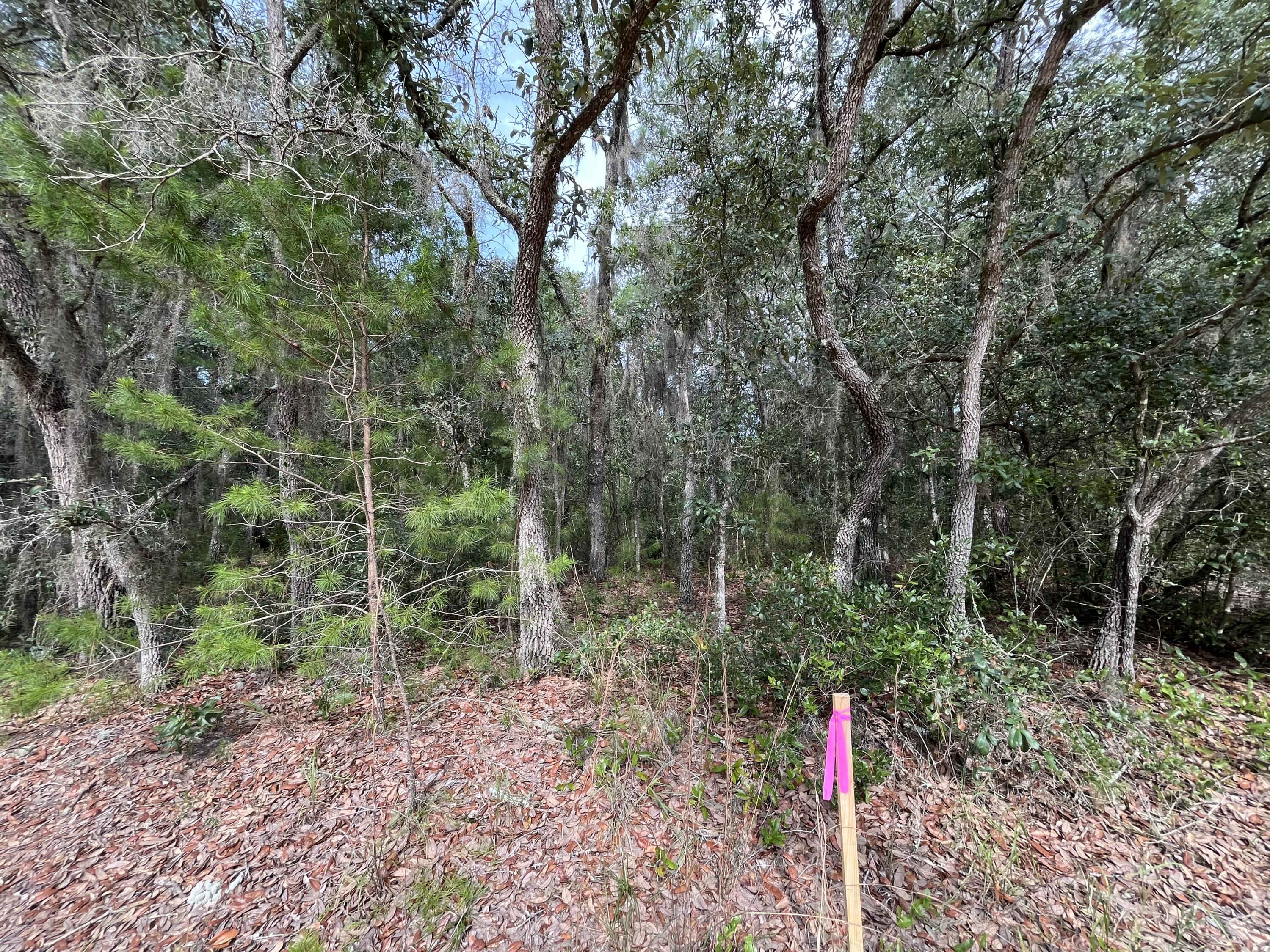 a view of a forest