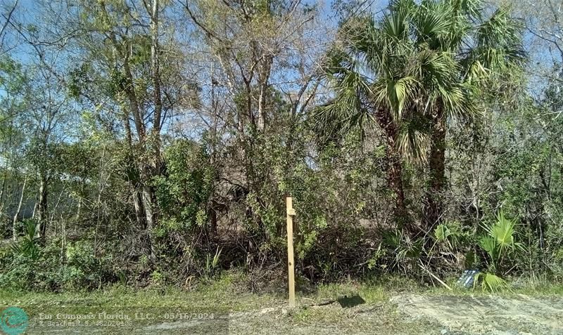 a flag is sitting in the middle of forest