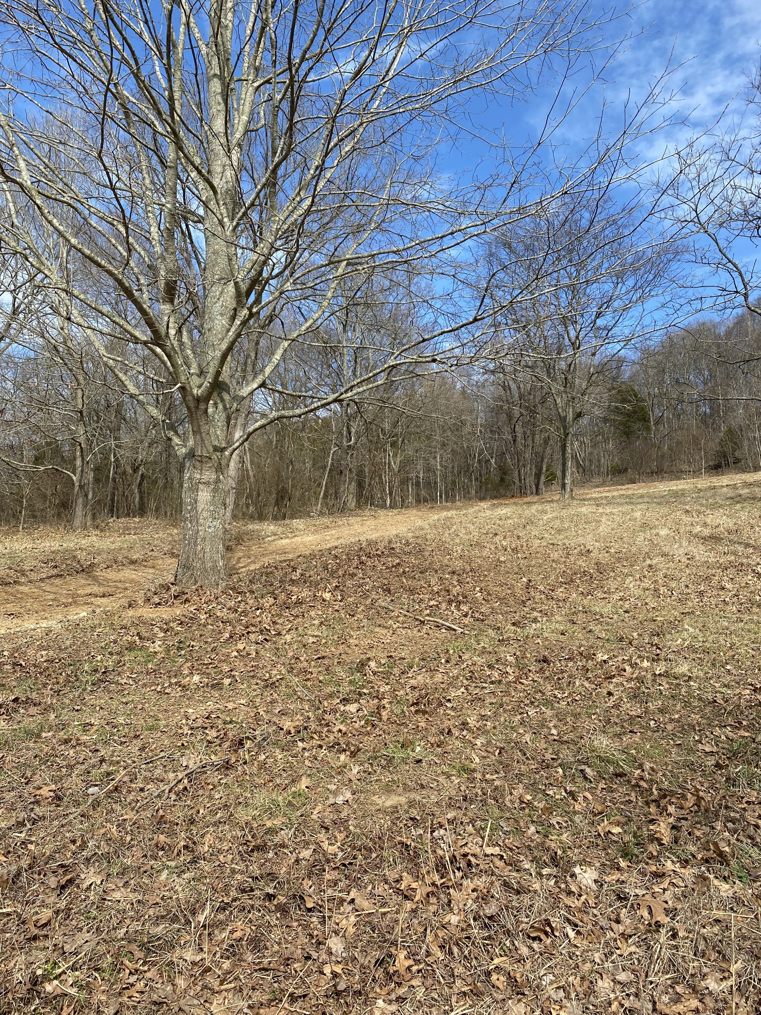 a view of empty yard with large trees