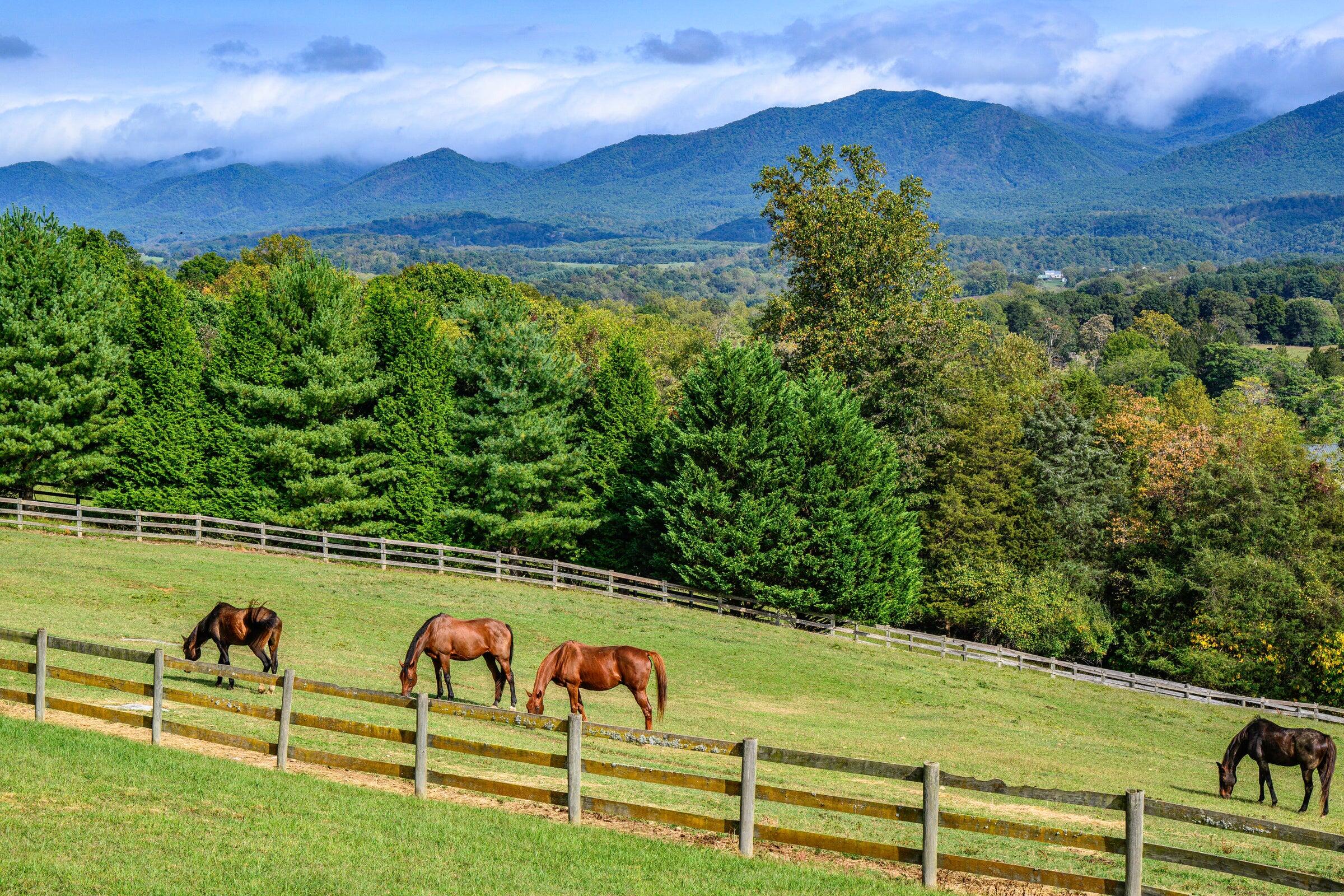 Gorgeous Horse Farm