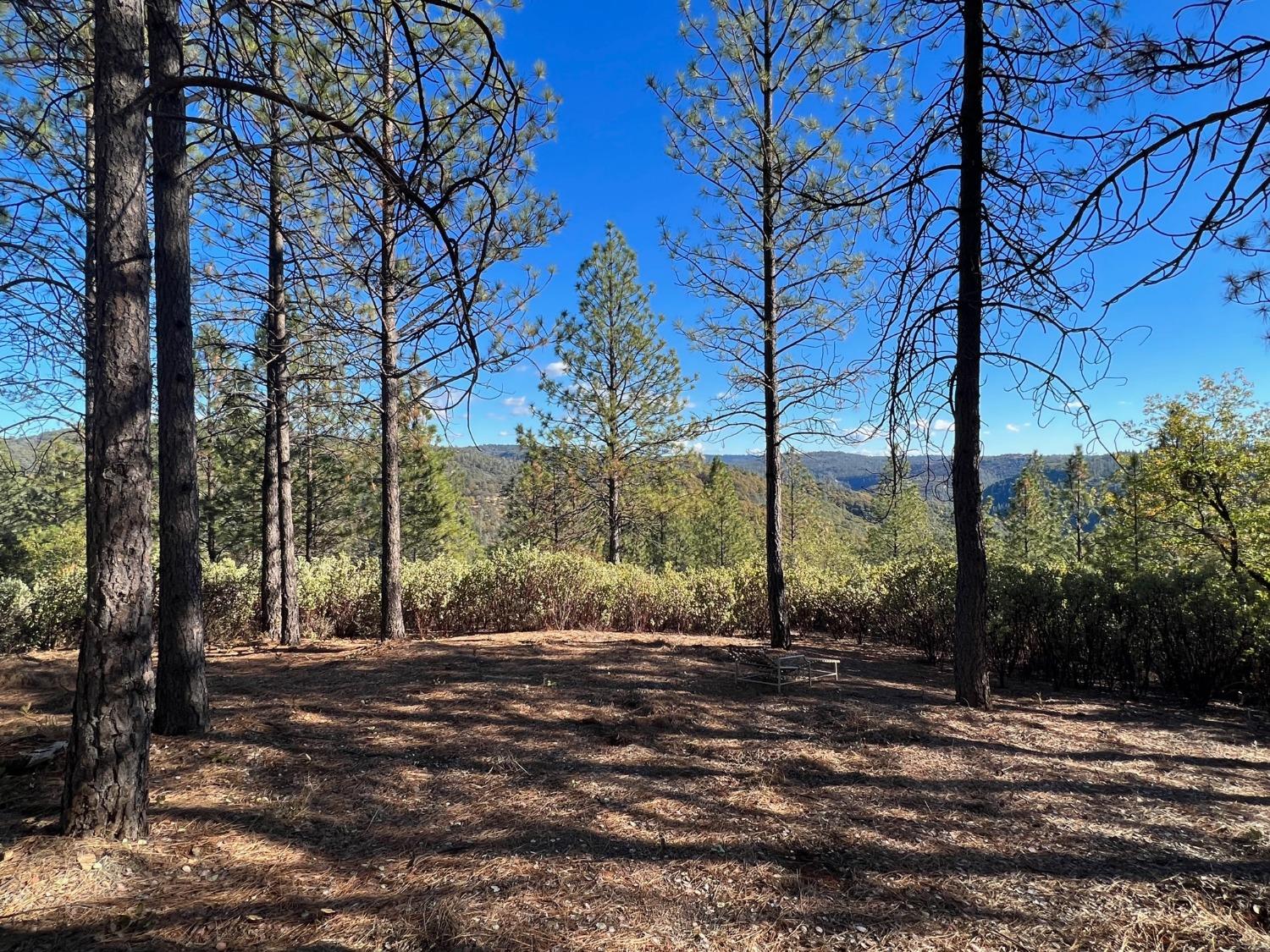 a view of a tree in the middle of forest