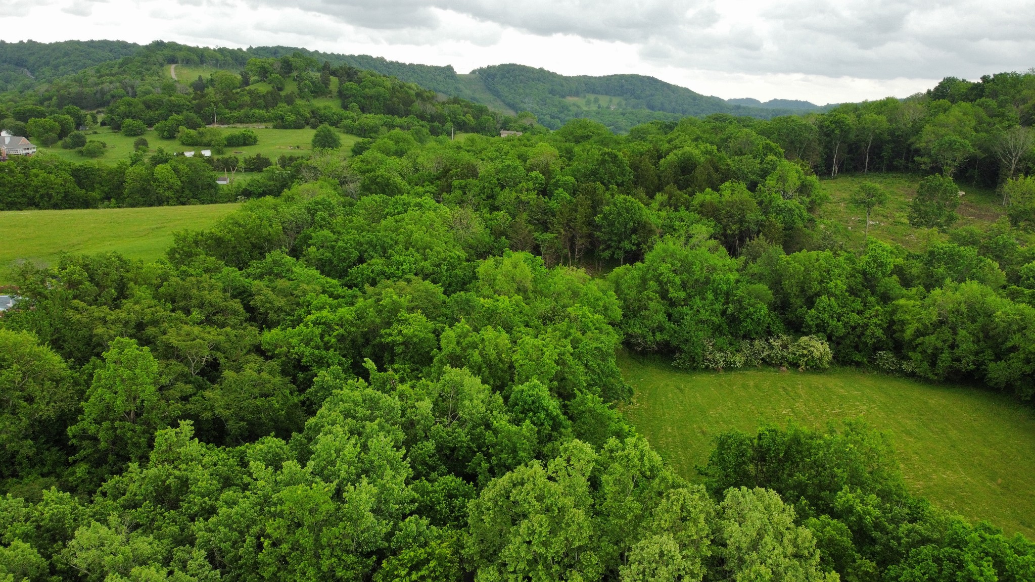 a view of a lush green forest with trees in the background