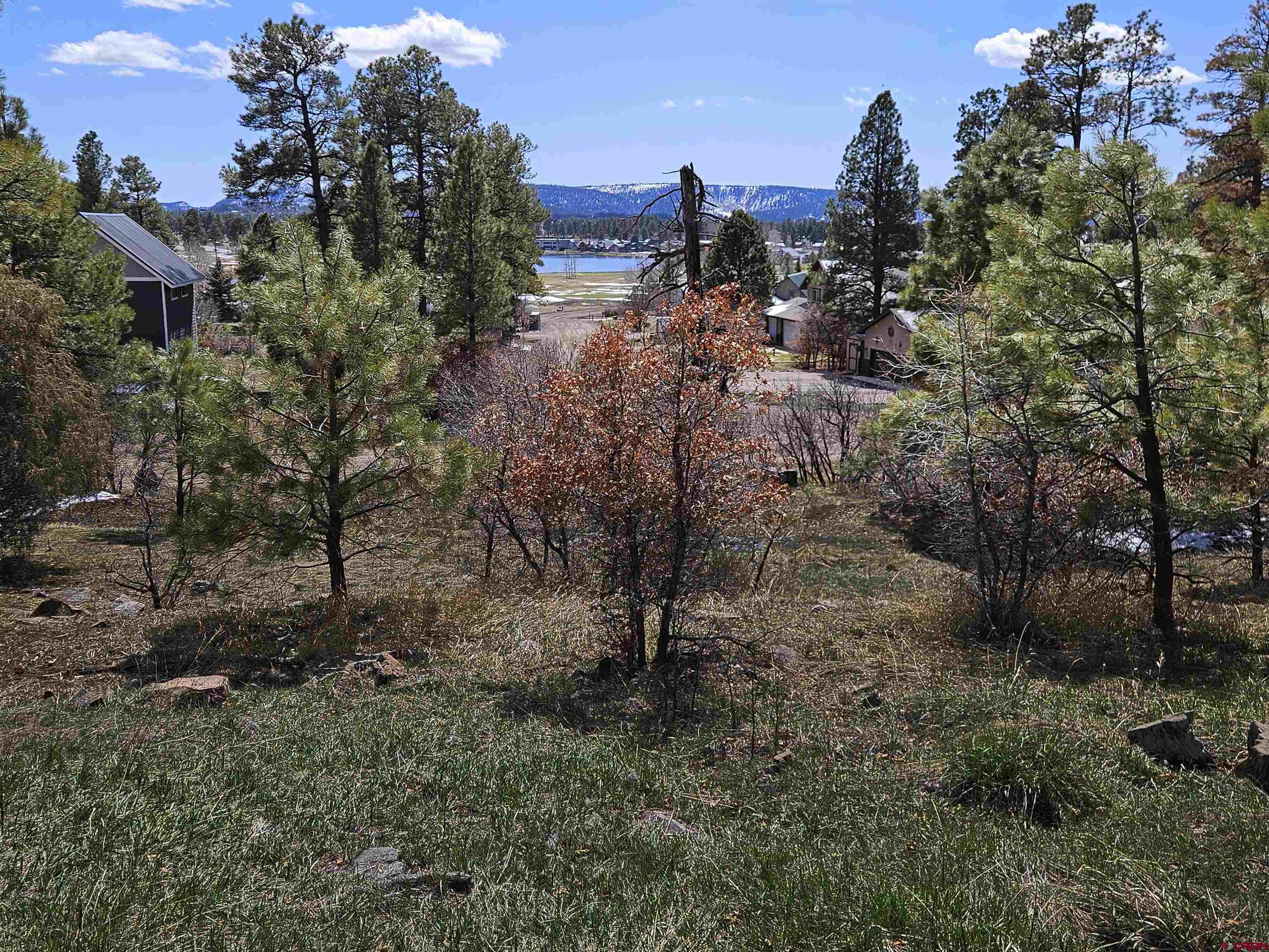 a view of a yard with lots of trees