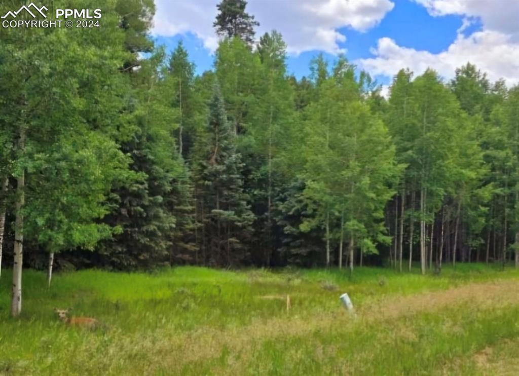 a view of a lush green space