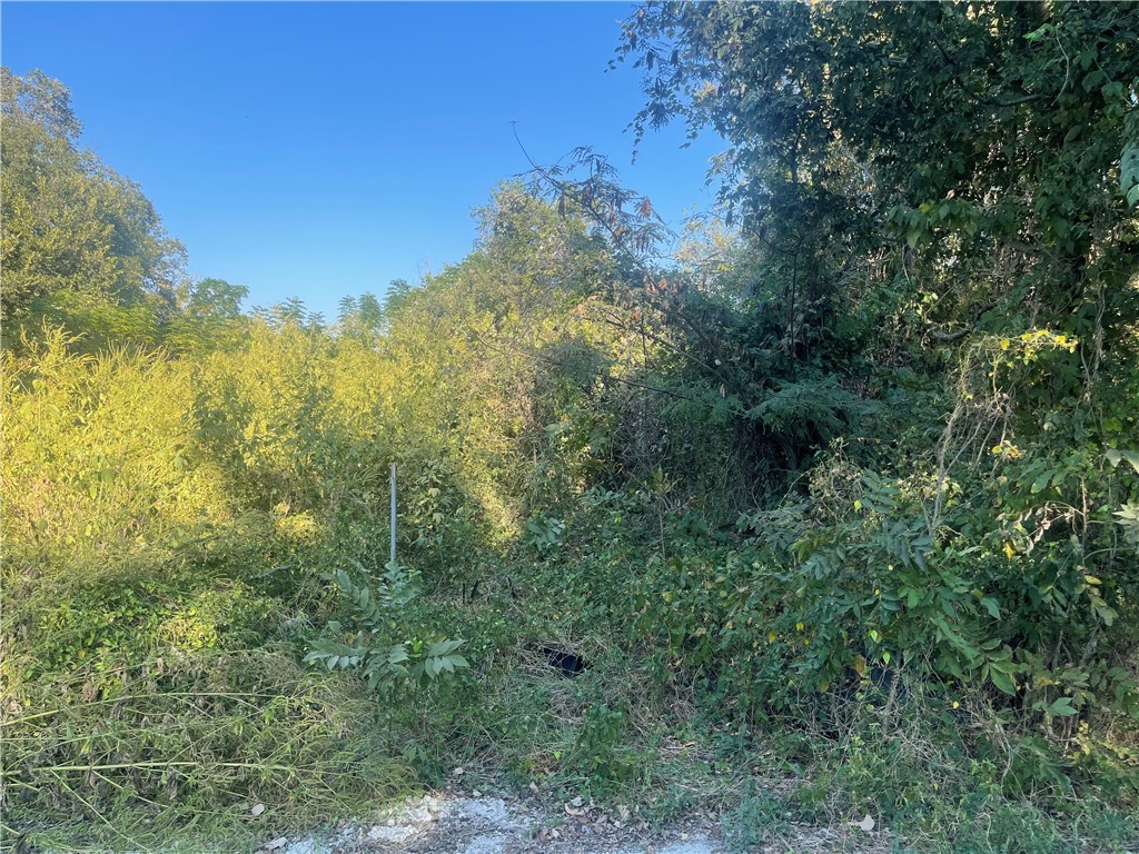 a view of a forest with a tree