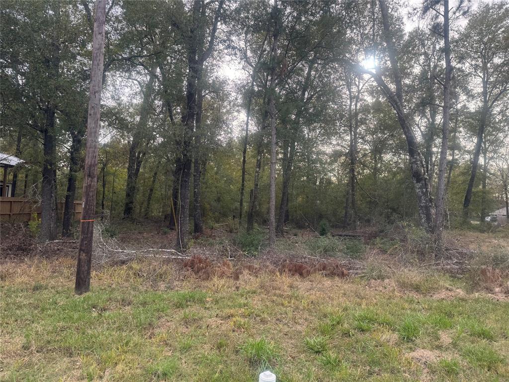 a view of a forest with trees in the background