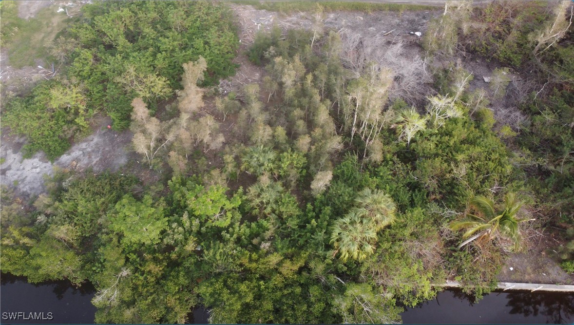 a view of a forest with lots of trees