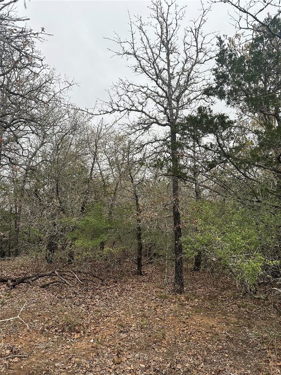 a view of a forest with trees in the background