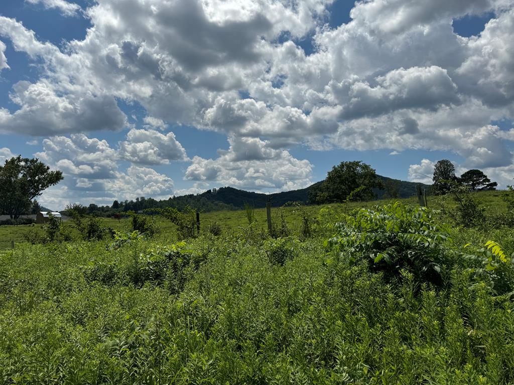 a view of a bunch of trees