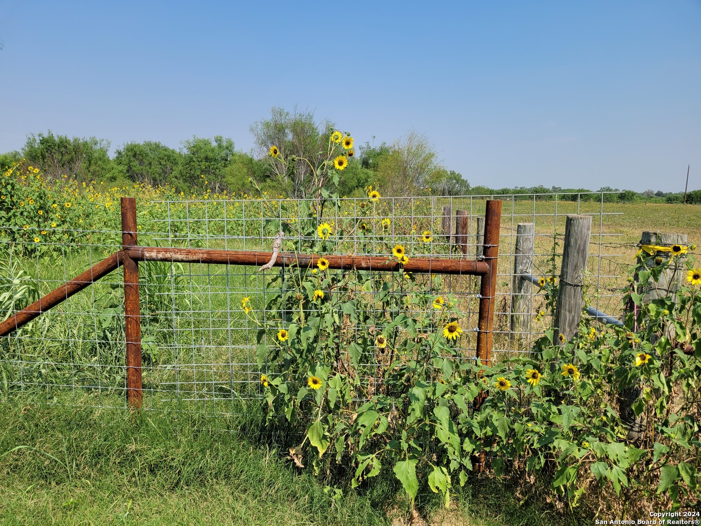 a view of a garden