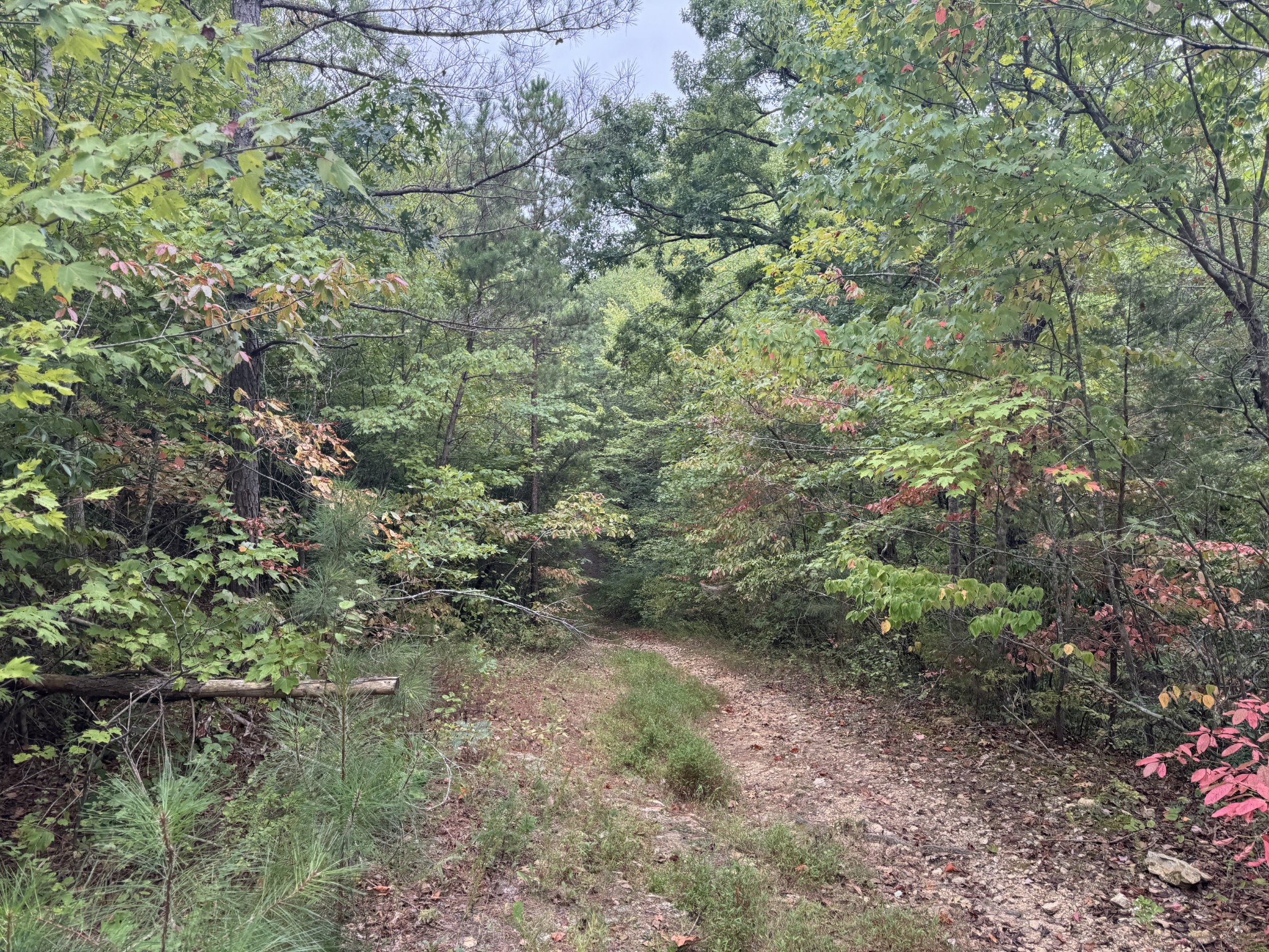 a view of a forest with lots of trees