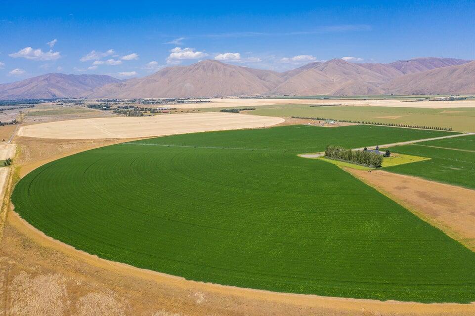 Cattle-Lack Ranch