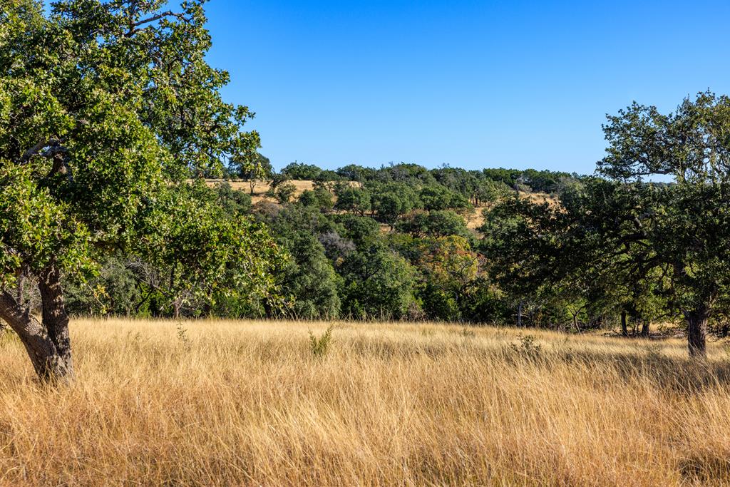 a view of a yard with a tree