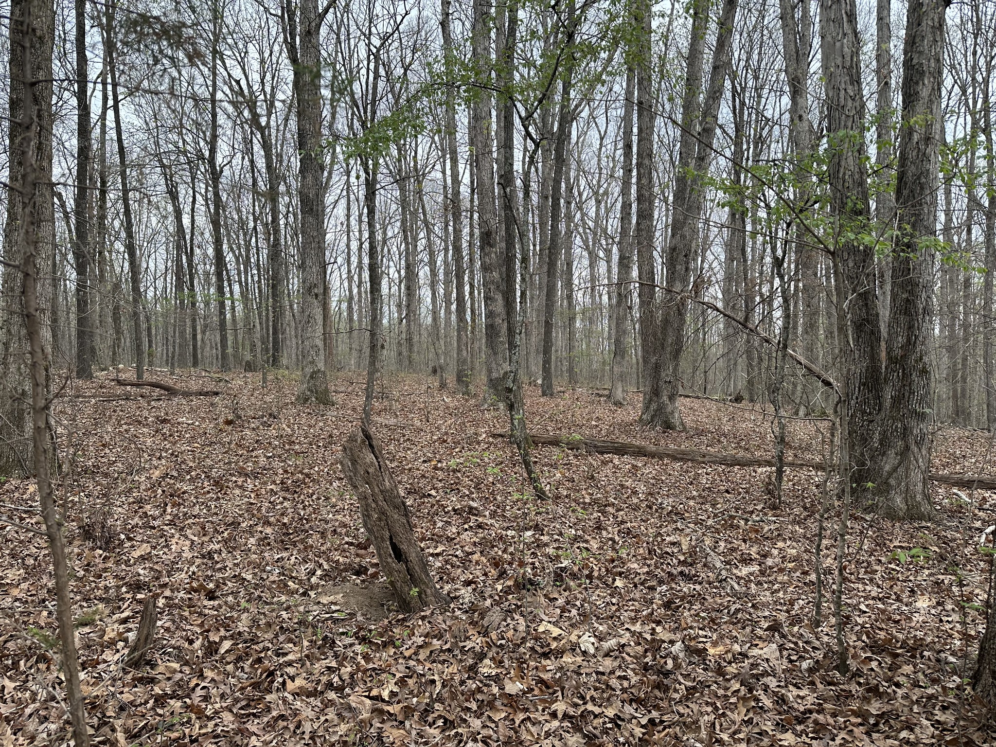 a view of a backyard with trees