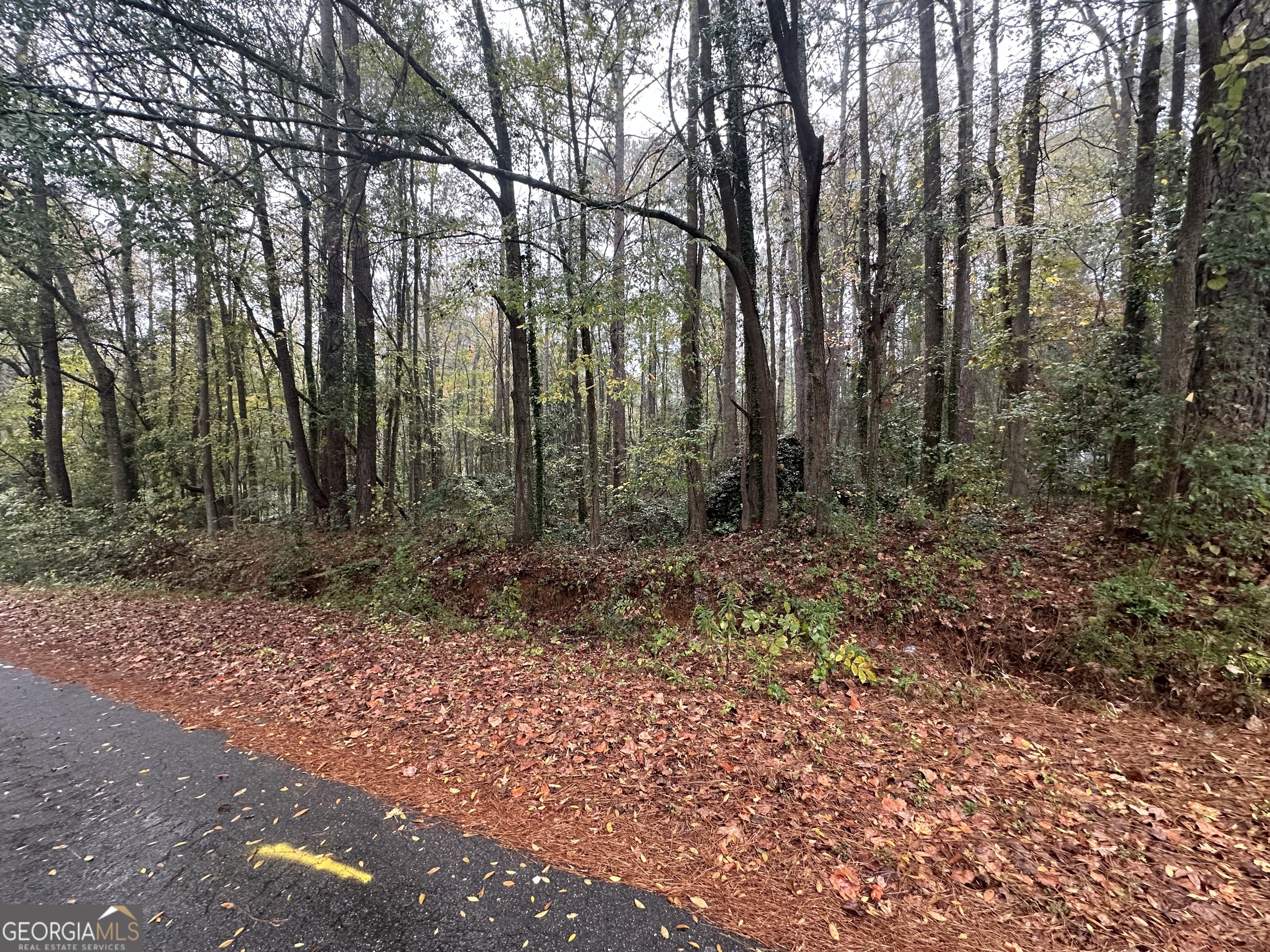 a view of a forest with trees