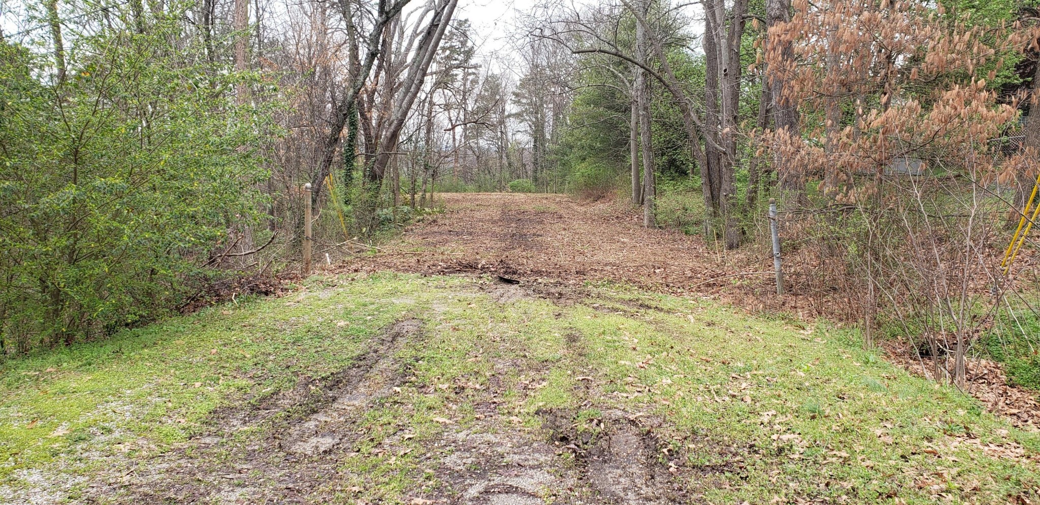 a view of a forest with trees in the background