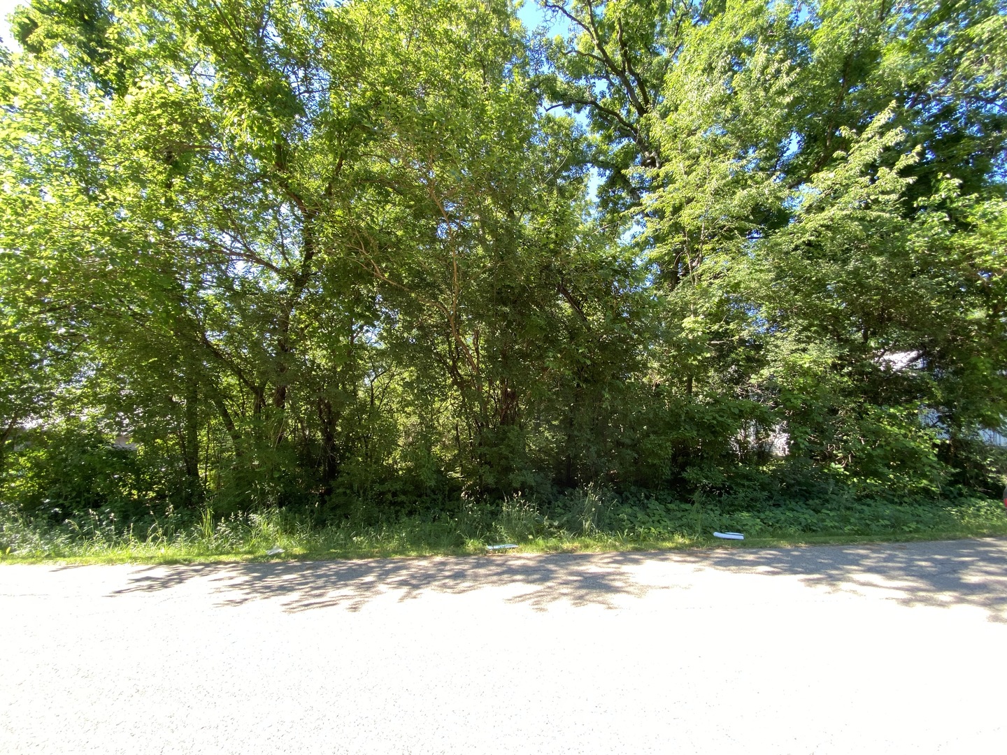 a view of a yard with plants and trees