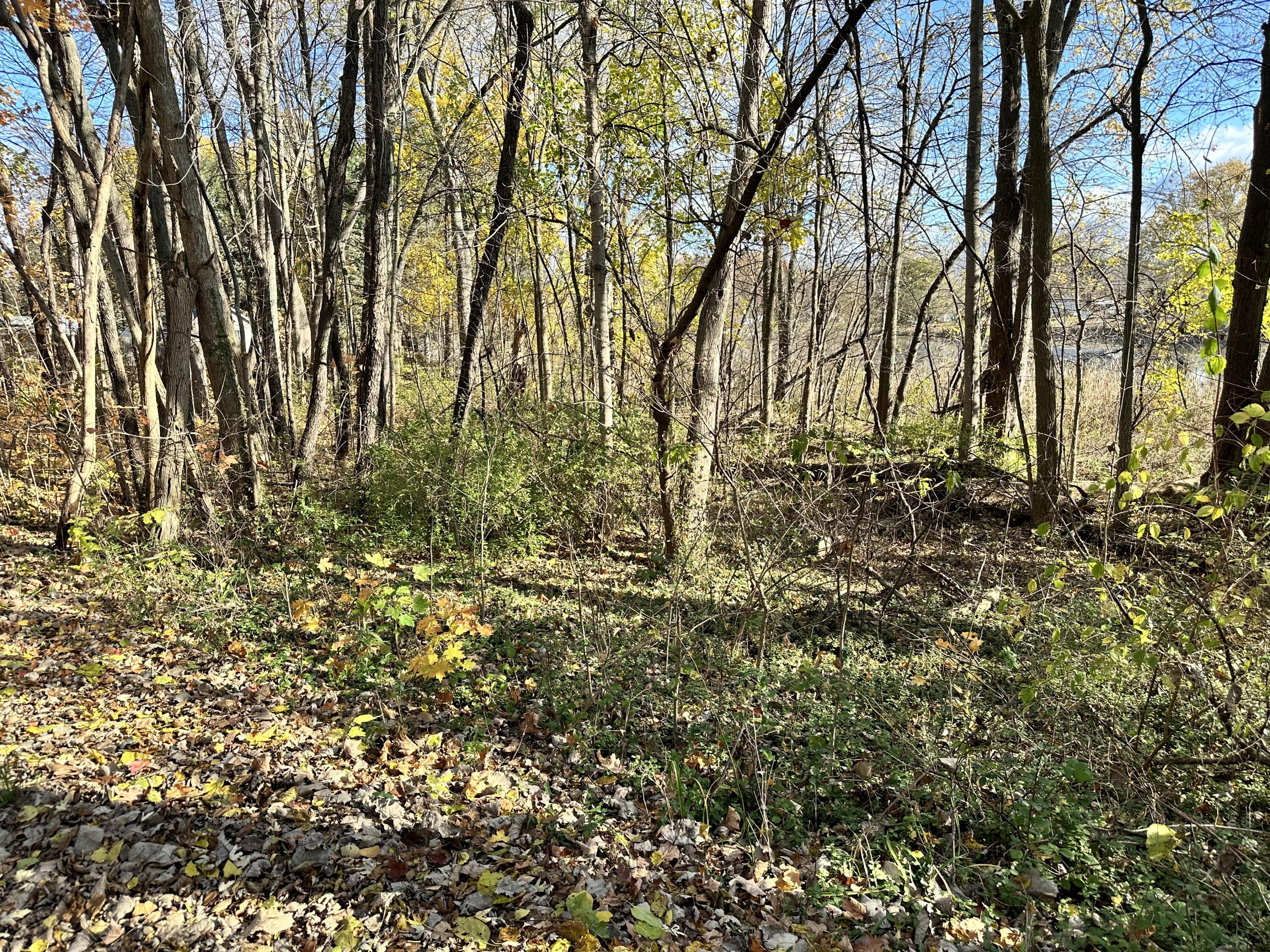 a view of a yard with large trees