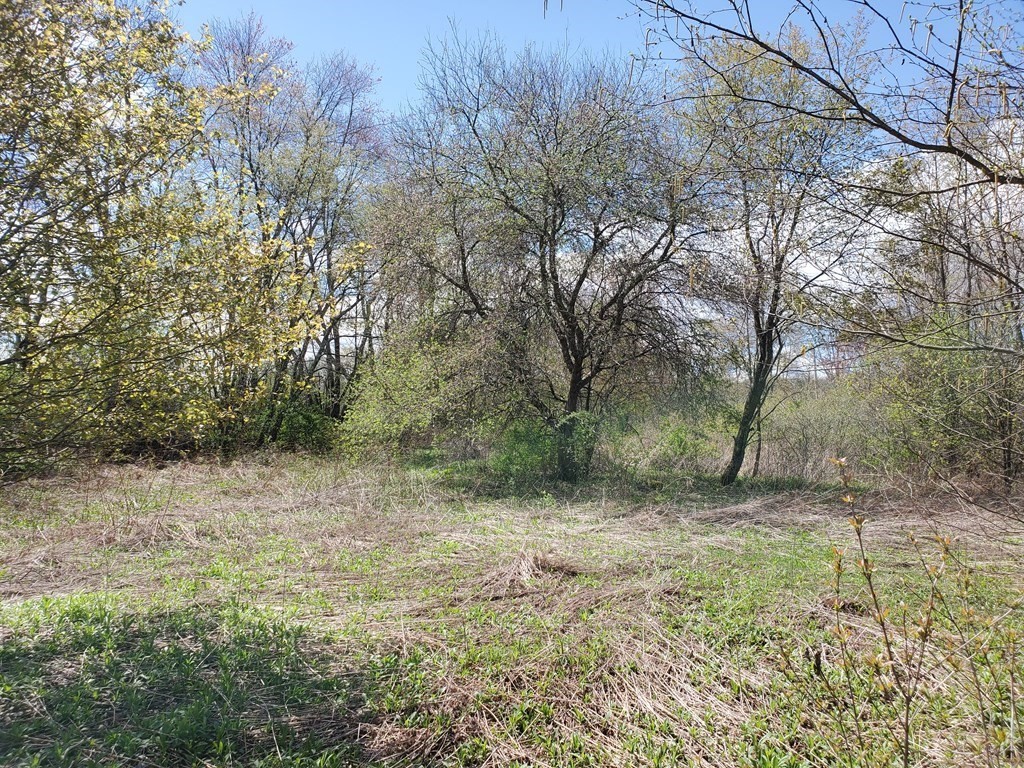 a view of a forest with trees in the background