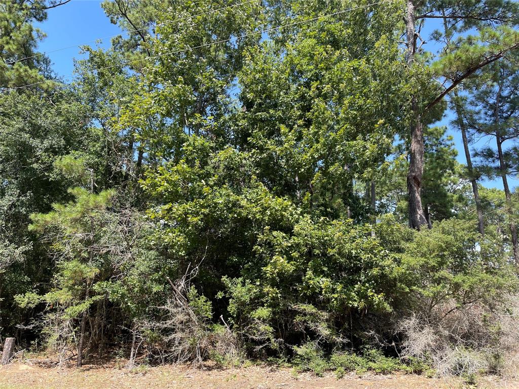 a view of a forest with a tree