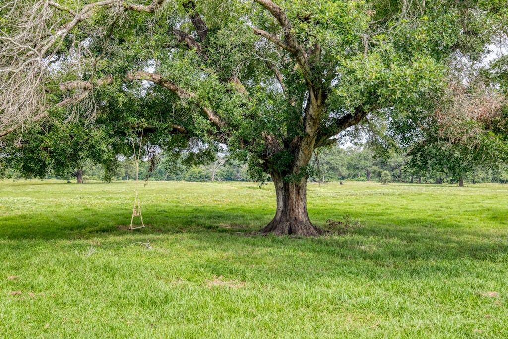 One of many beautiful Live Oaks