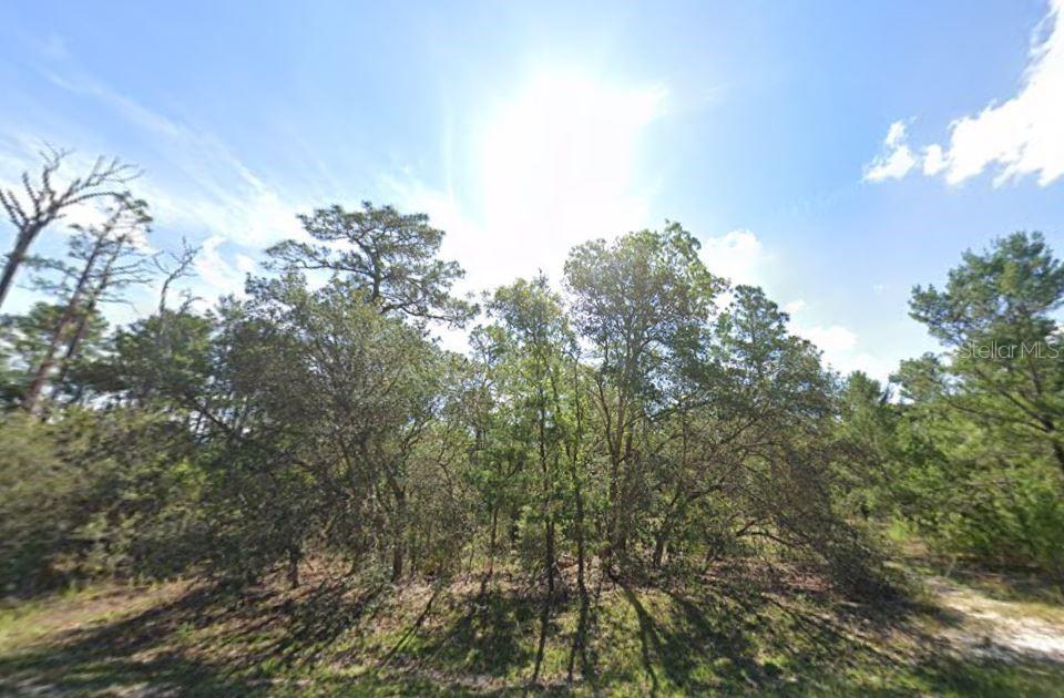 a view of a forest