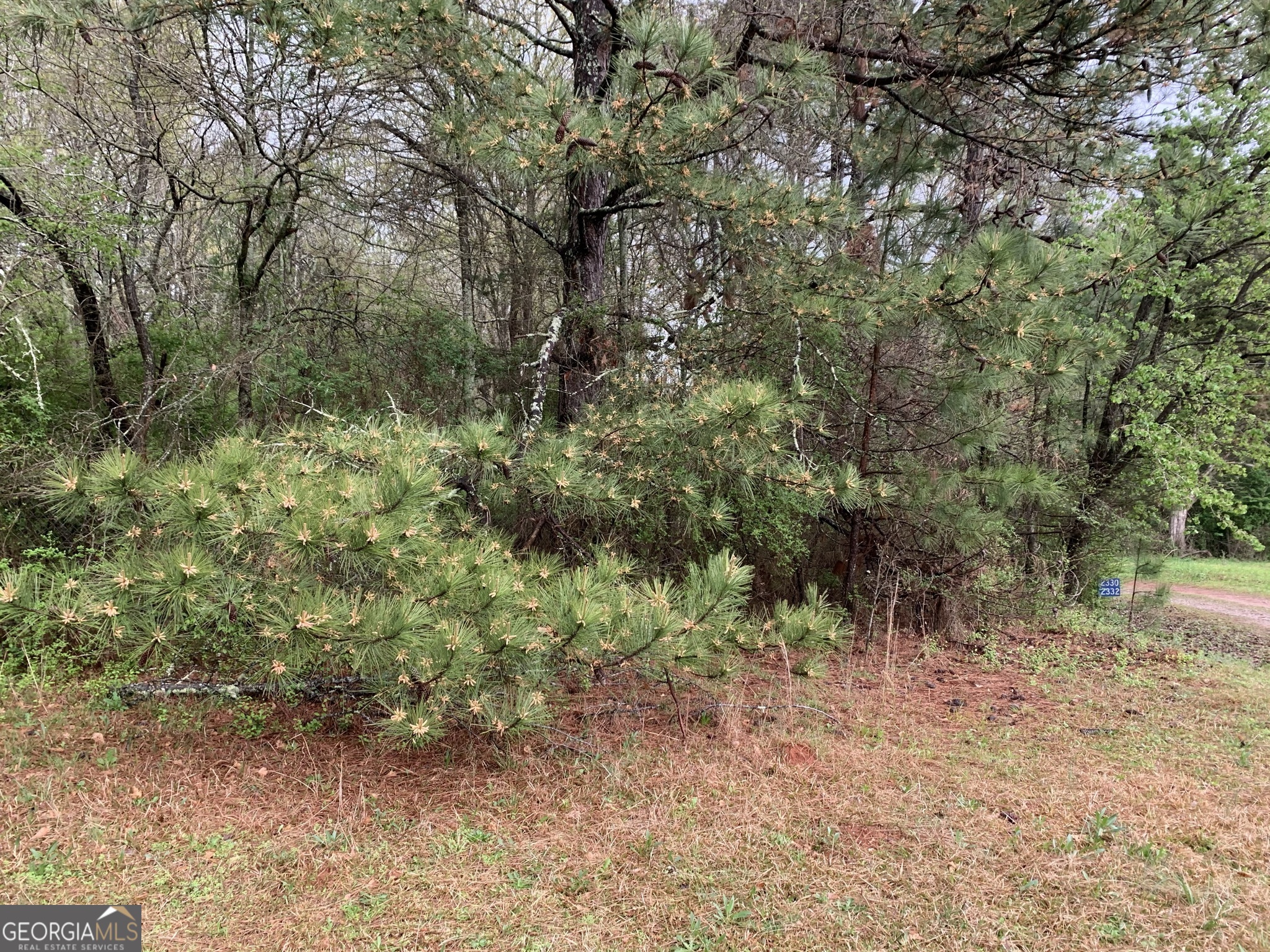 a view of a forest filled with trees