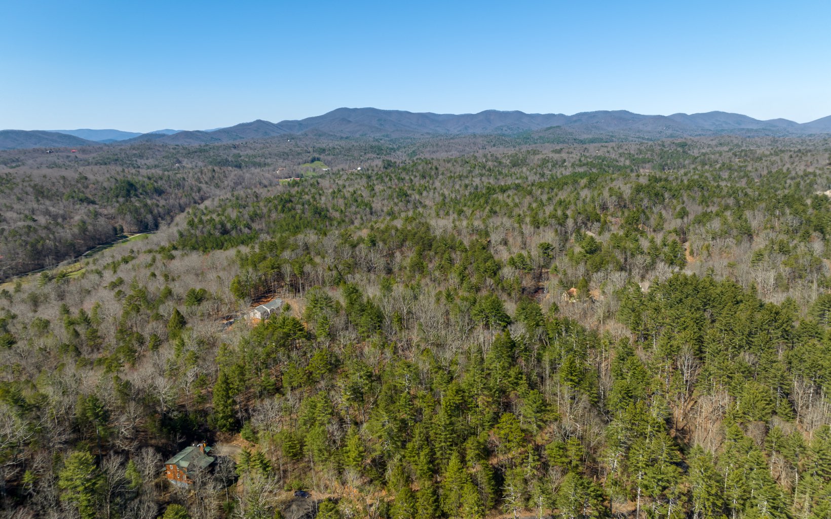 a view of a forest with a mountain in the background