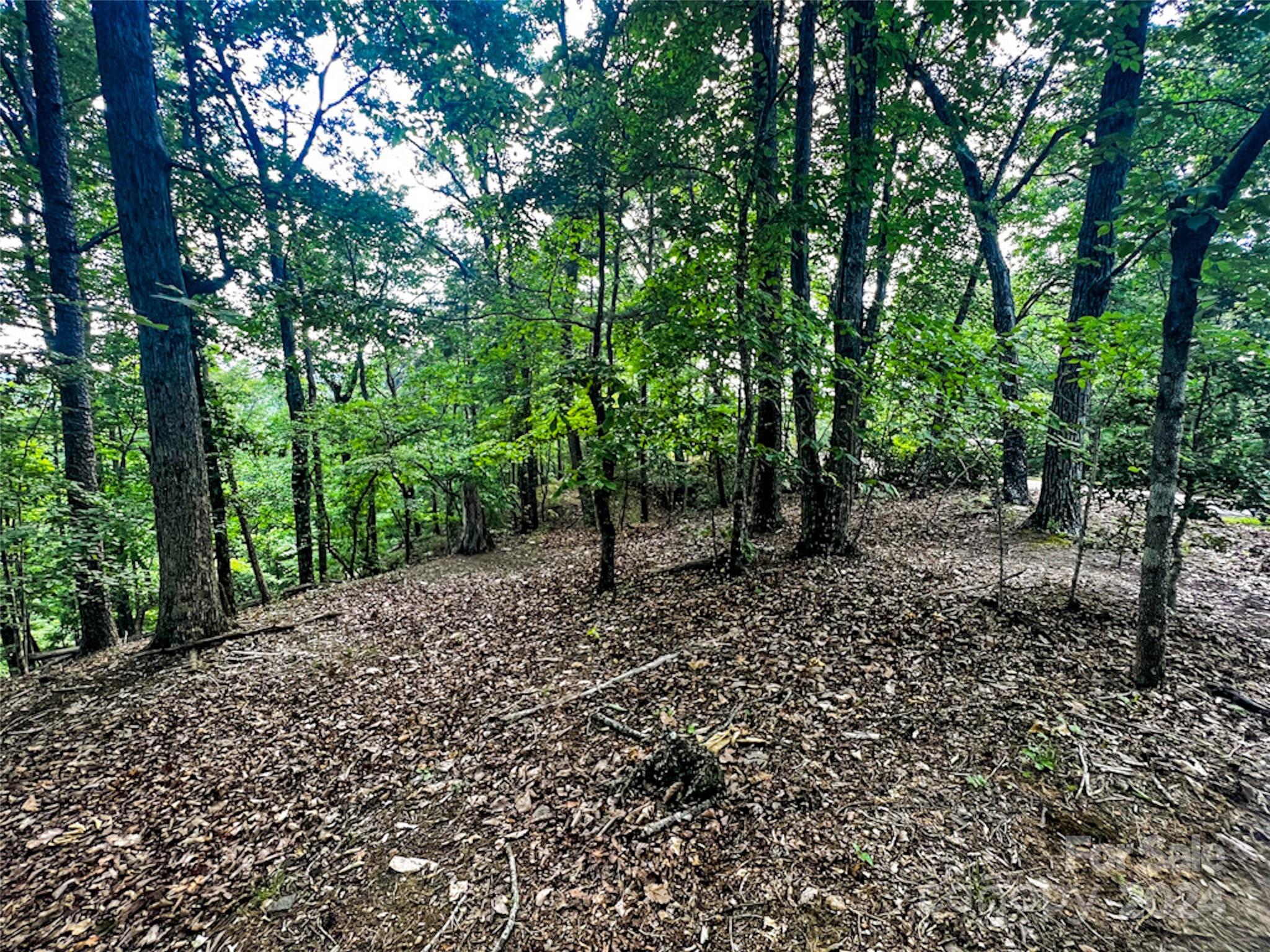 a view of a forest with trees in the background