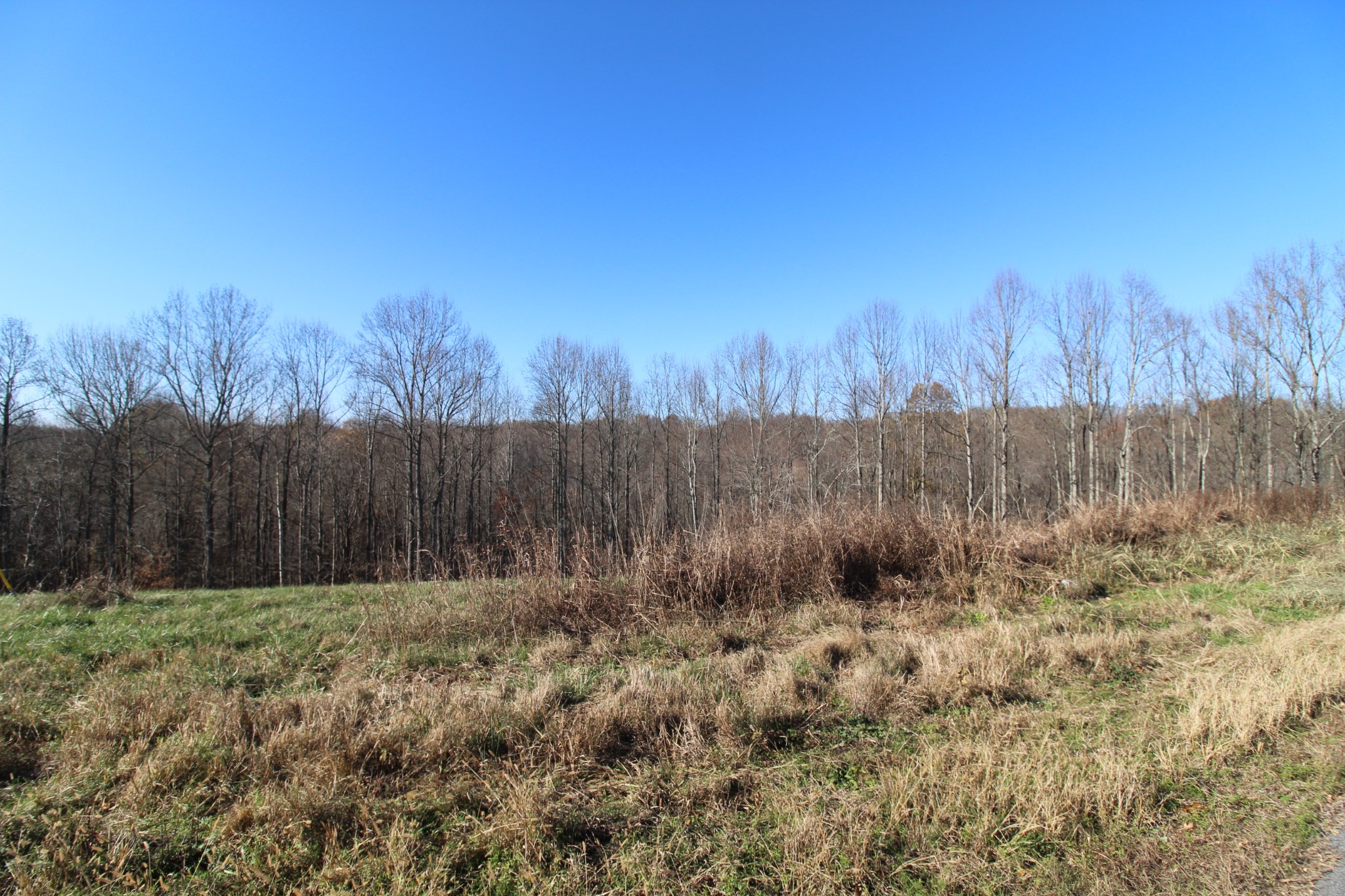 a view of backyard with green space