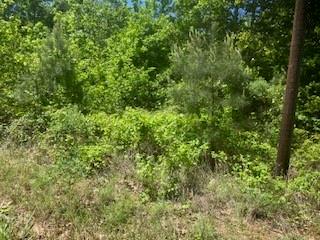 a view of a lush green forest