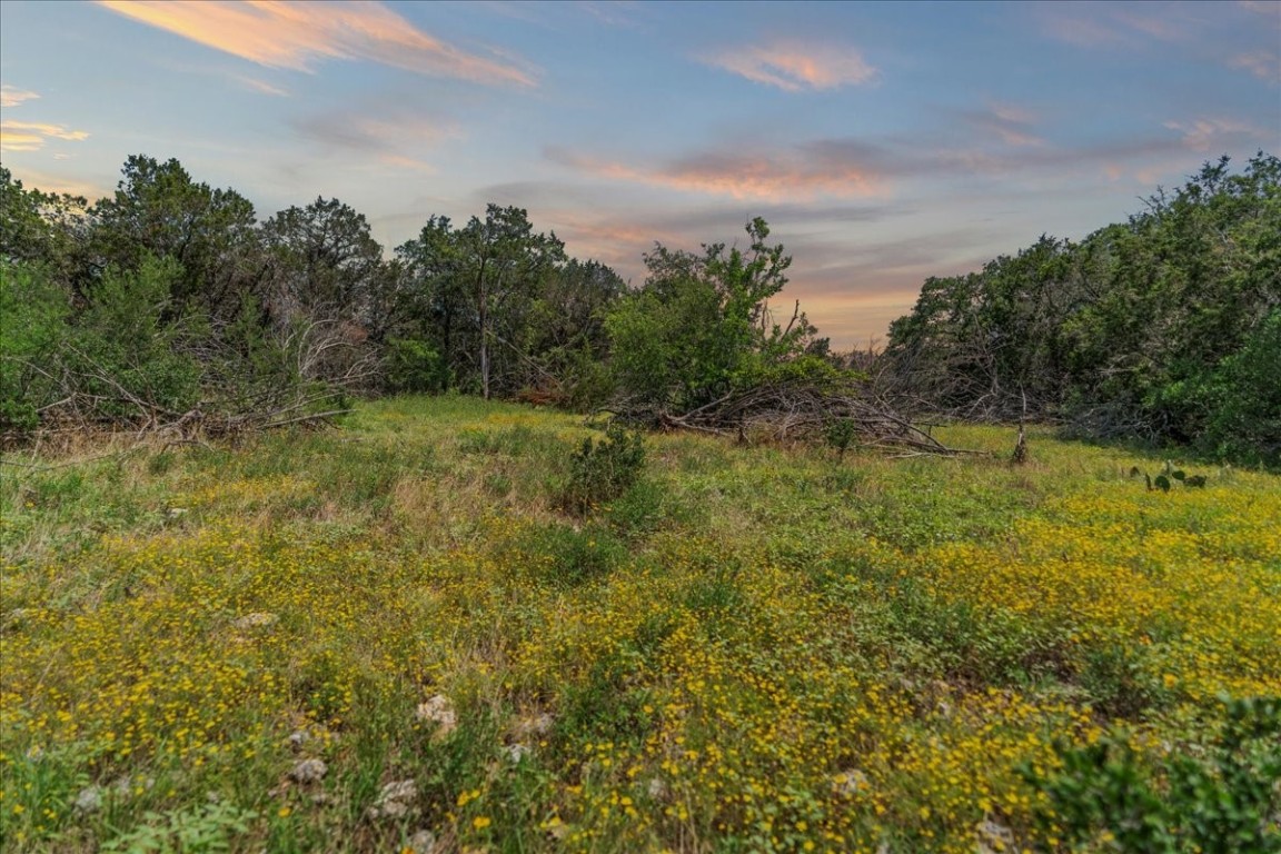 a view of a field with plants and trees in the background