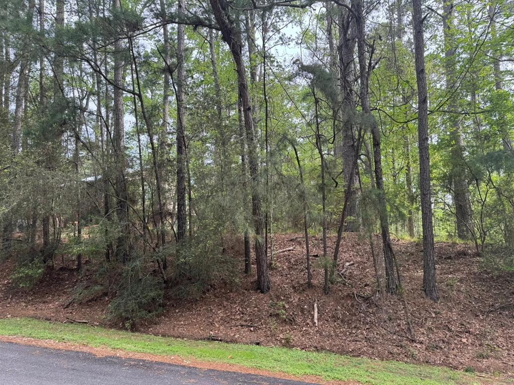 a view of a forest with trees