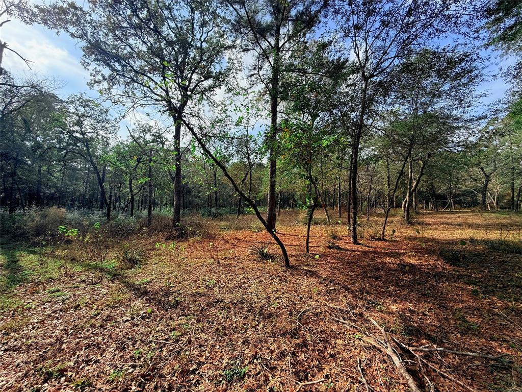 a view of a forest with trees