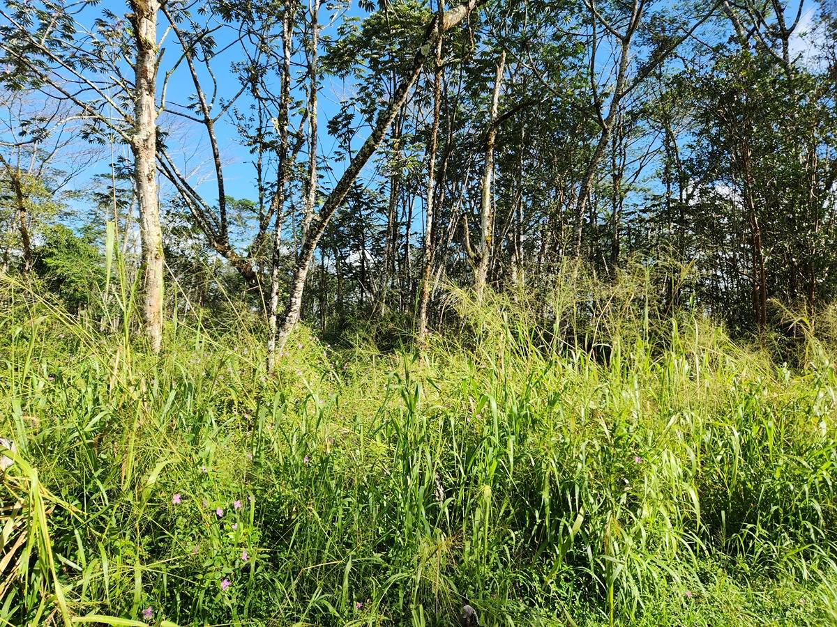 a view of a yard with plants and large trees