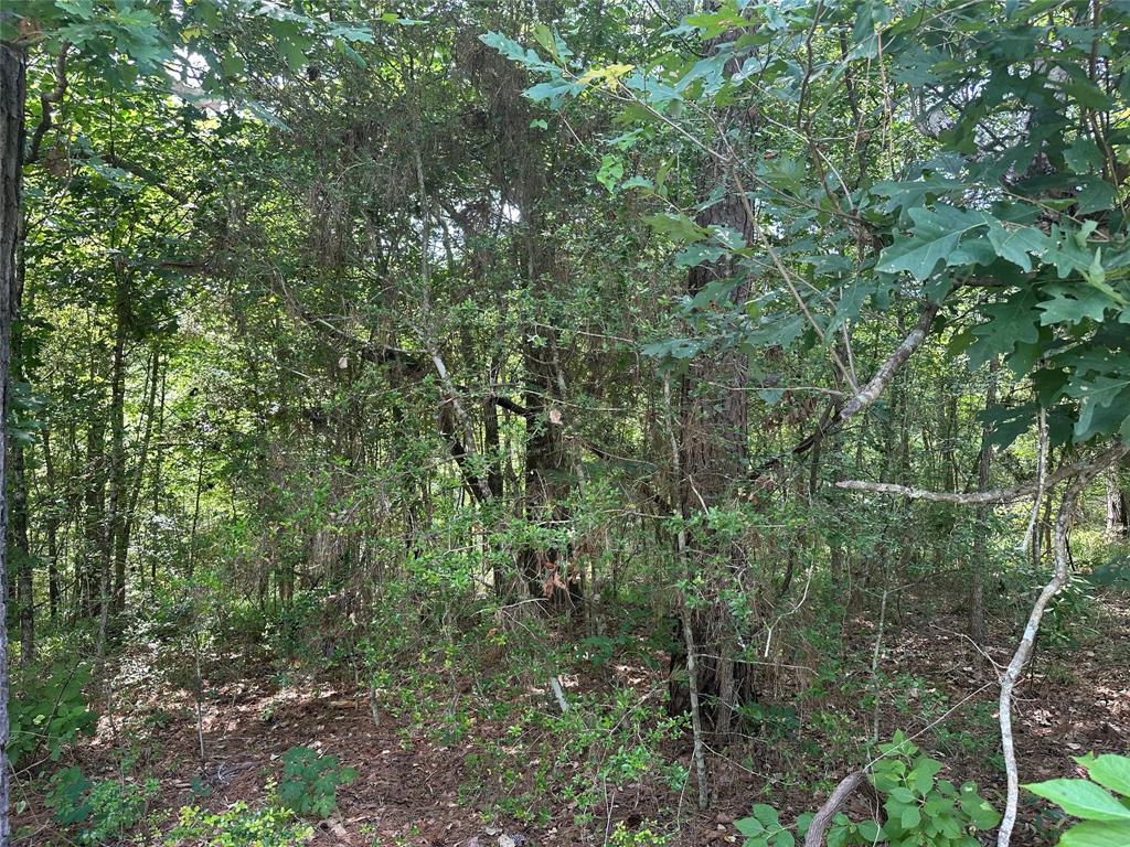 a view of a forest with a tree