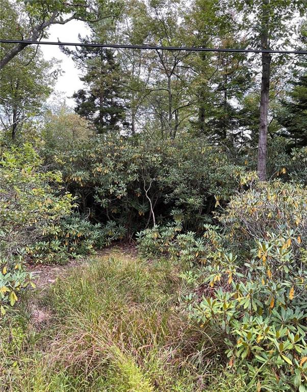 a view of a yard with plants and large trees