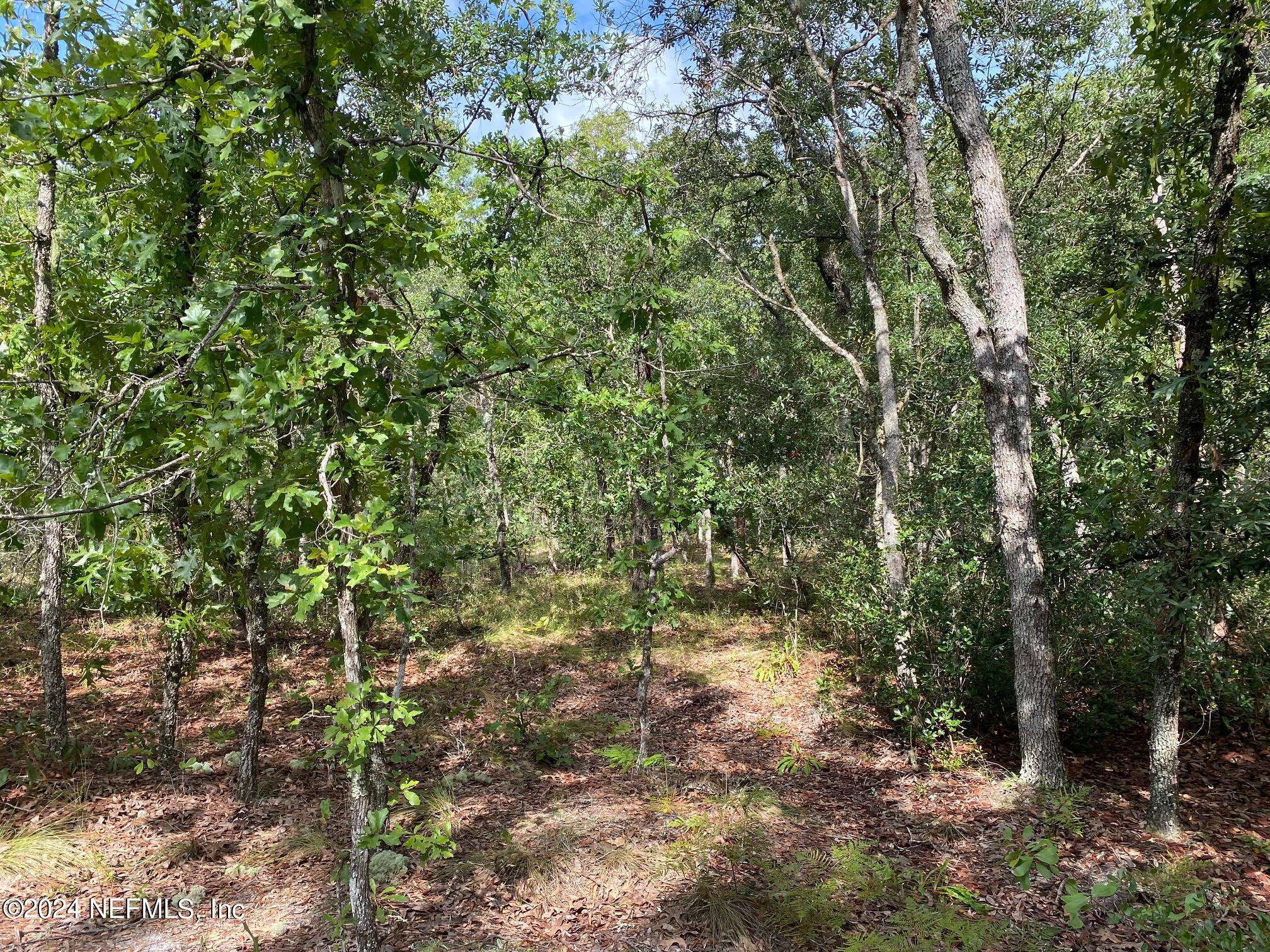 a view of a forest with a tree