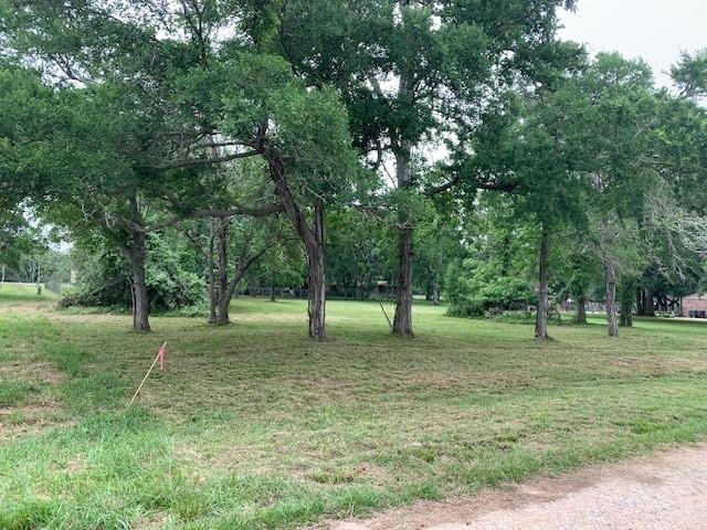 a view of a trees in a park