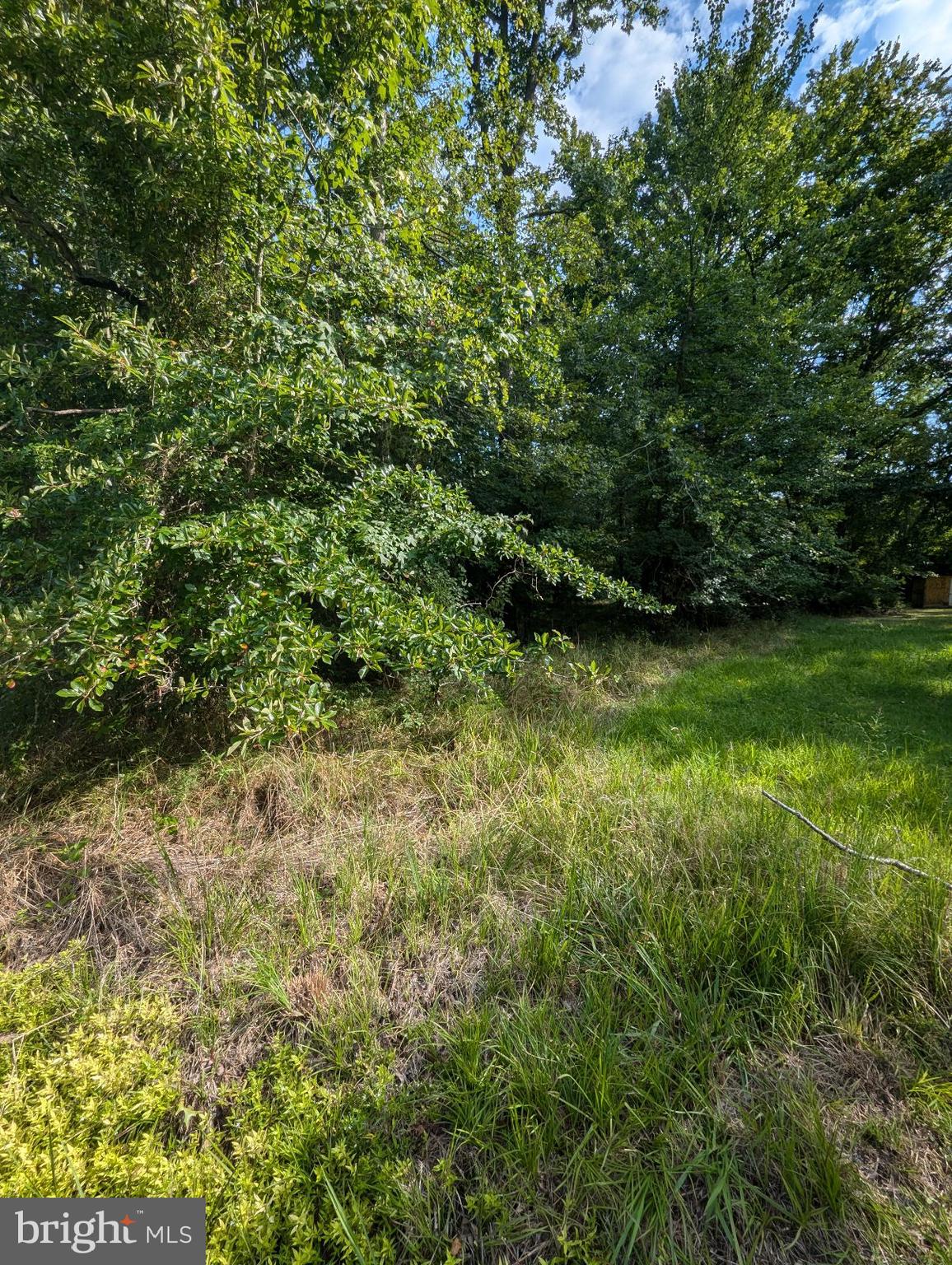 a view of a lush green space