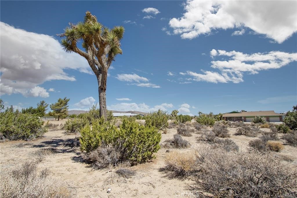 a picture of a tree in a yard