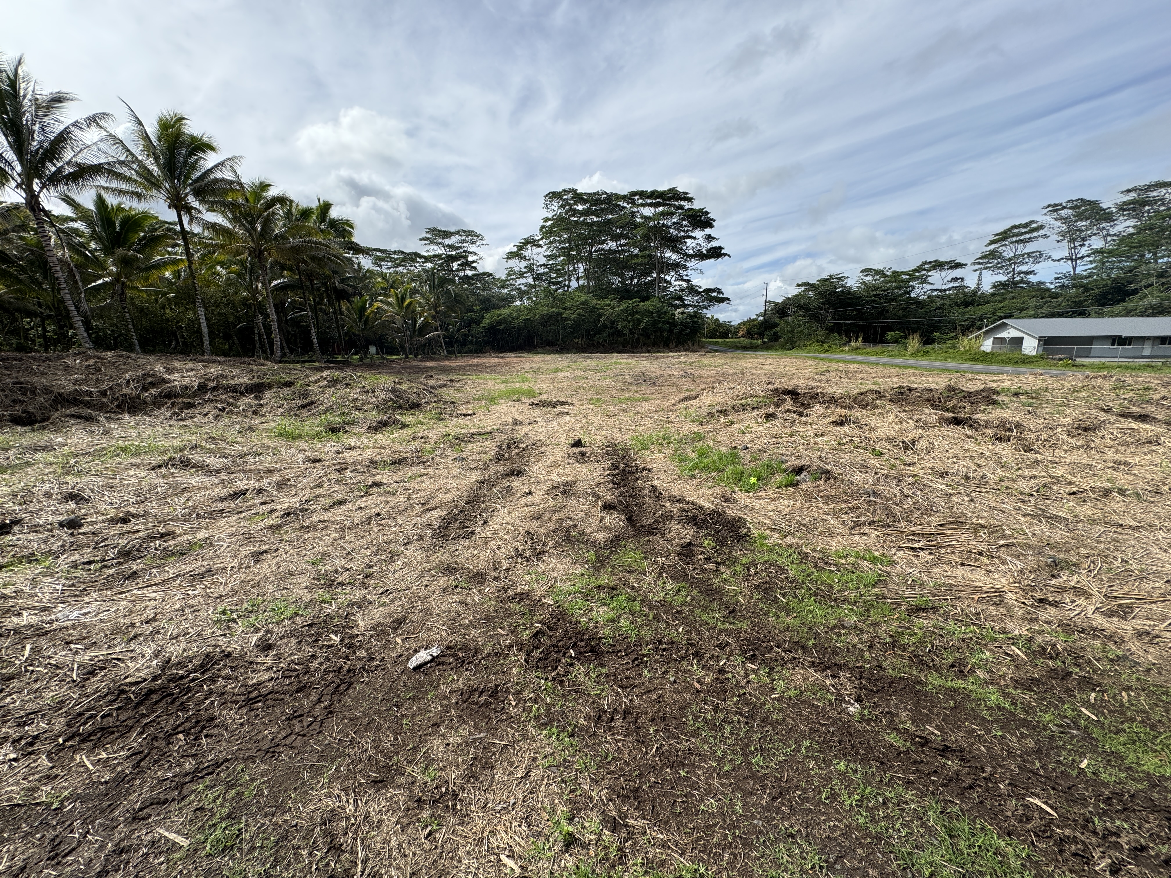 a view of a yard with plants and palm trees