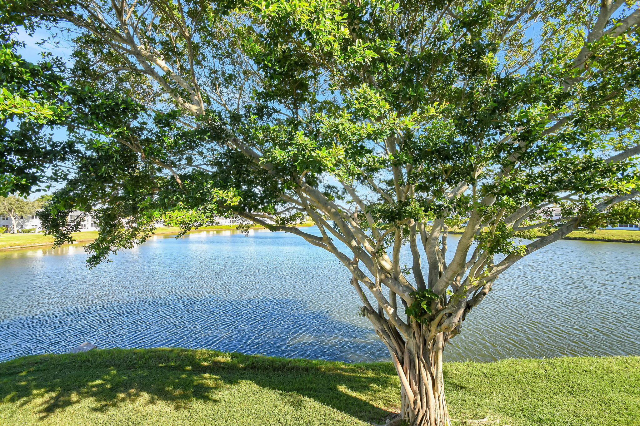 a view of yard from a tree