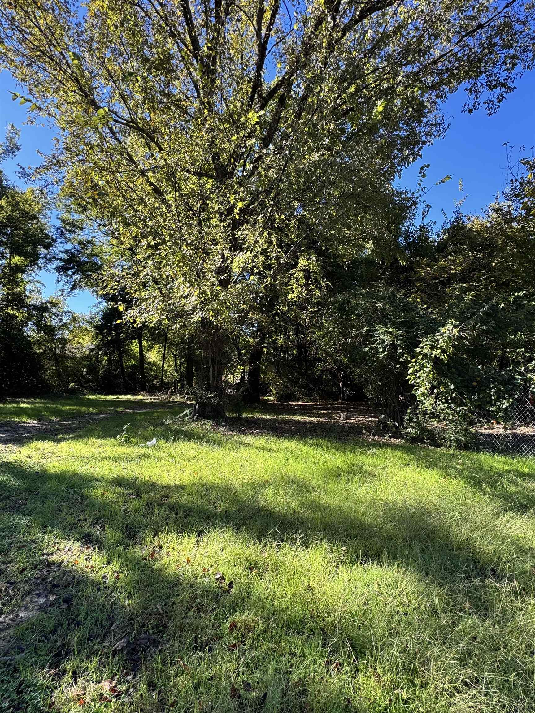 a view of a trees in a park