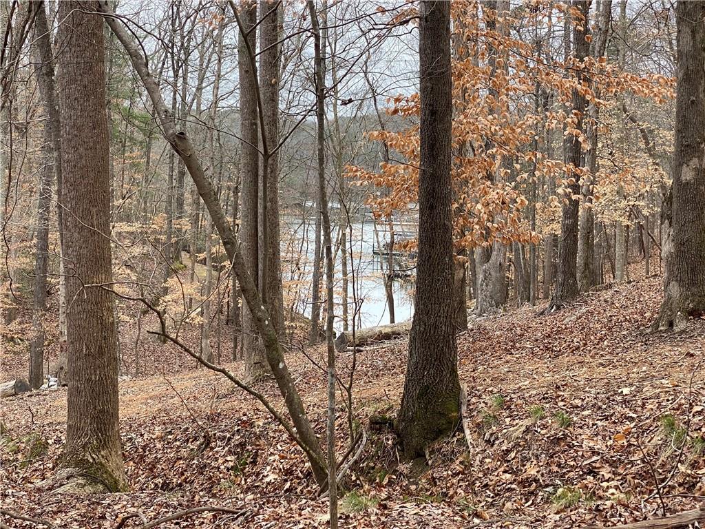 a view of a trees with a tree